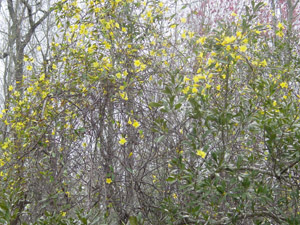 Carolina Yellow Jessamine flowers and foliage